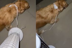 Owner loses Golden Retriever's leash so uses a fan instead in video