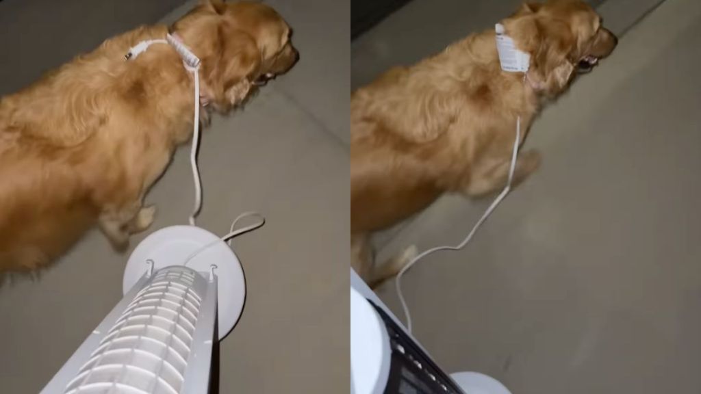 Owner loses Golden Retriever's leash so uses a fan instead in video
