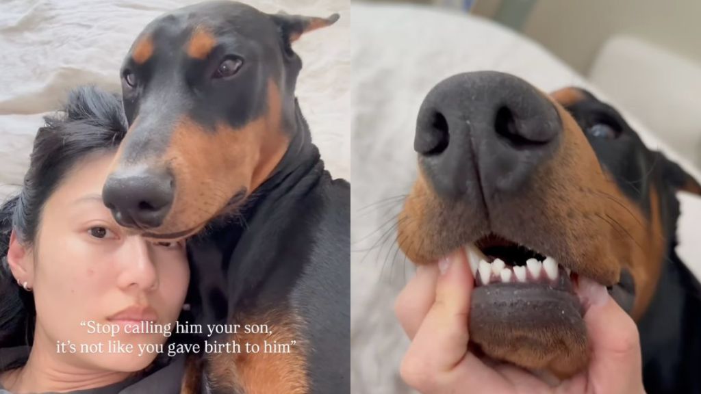 Doberman and owner's teeth alignment matches in adorable video