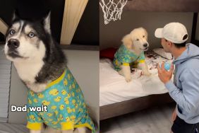 Owner shows what bedtime for dog pack looks like in funny video