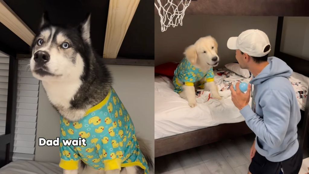 Owner shows what bedtime for dog pack looks like in funny video
