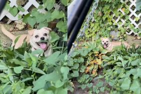 Foster dog gives the biggest smile while exploring nature in video
