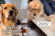 Dog's life 'turns upside down' after meeting sister sibling in video
