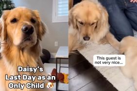 Dog's life 'turns upside down' after meeting sister sibling in video