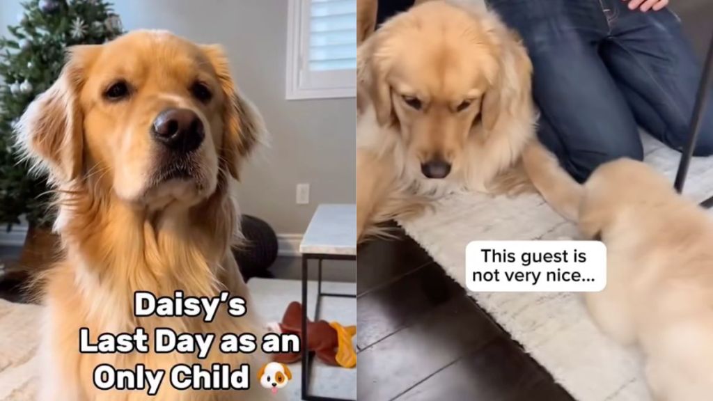 Dog's life 'turns upside down' after meeting sister sibling in video