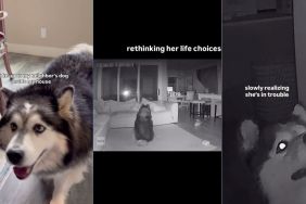Owner finds out what neighbor dog did in their home at night in video