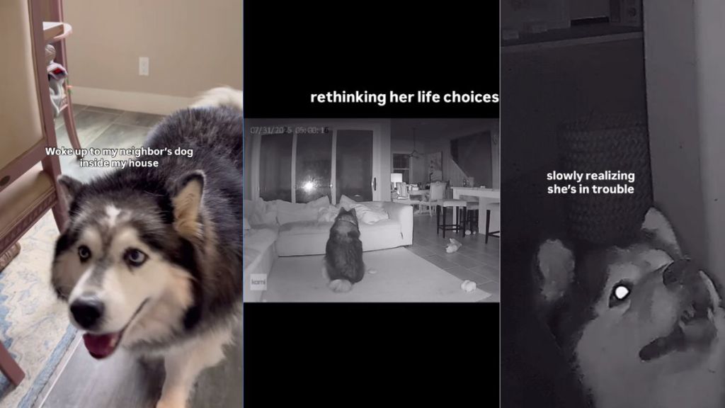 Owner finds out what neighbor dog did in their home at night in video