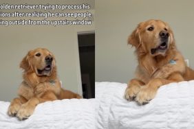 Golden Retriever can't keep calm over making new realization in video
