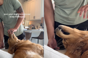 Golden Retriever is completely engrossed as dad uses 'scalp massager' on him in video