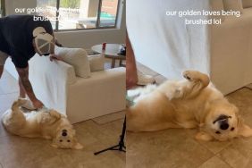 Owner shares that their Golden Retriever 'loves being brushed' in video