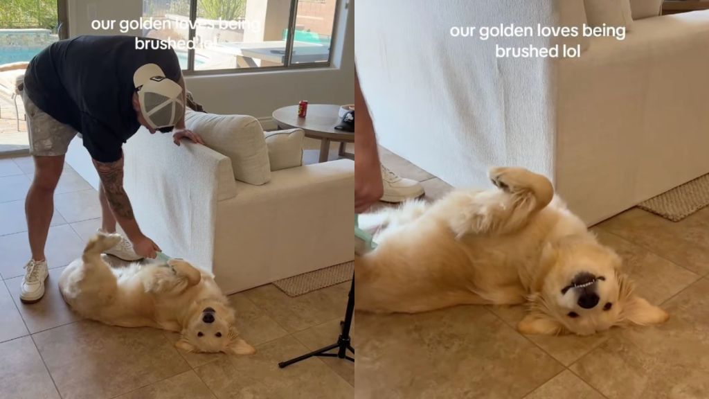 Owner shares that their Golden Retriever 'loves being brushed' in video