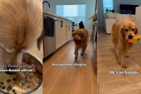 Golden Retriever giving gifts to owner after meal steals hearts in cute video