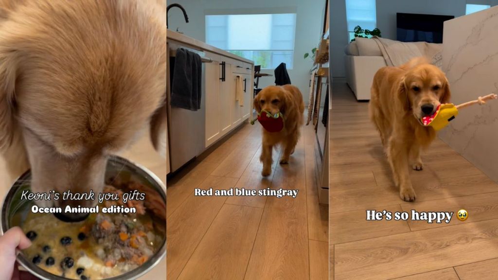 Golden Retriever giving gifts to owner after meal steals hearts in cute video