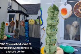 Golden Retriever's reaction to toys washed and lined up for donation goes viral in video