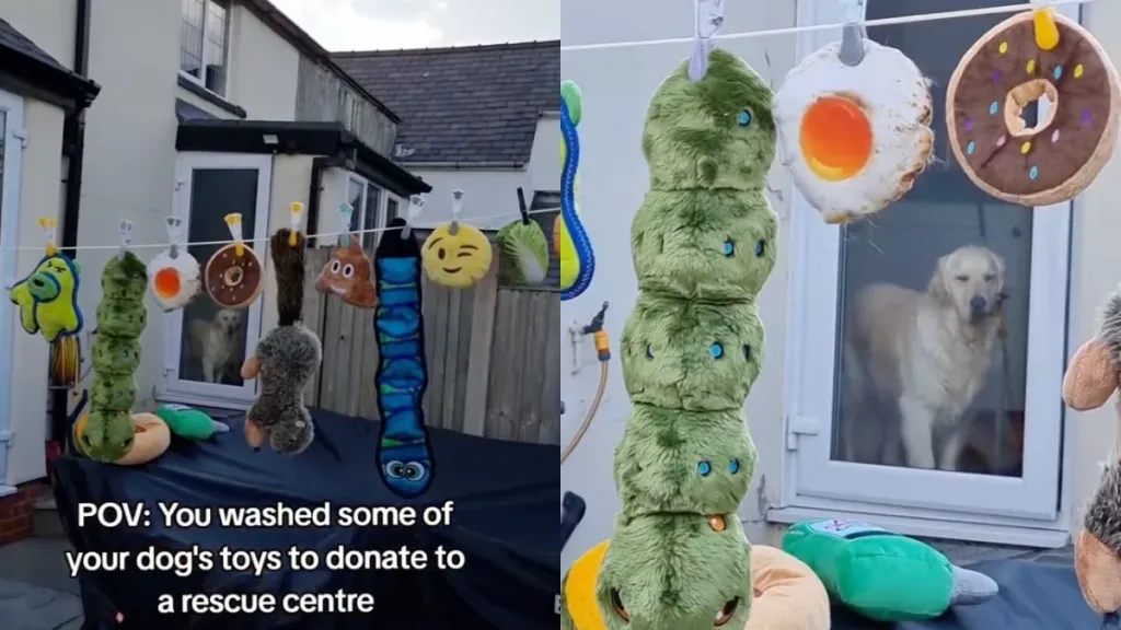 Golden Retriever's reaction to toys washed and lined up for donation goes viral in video