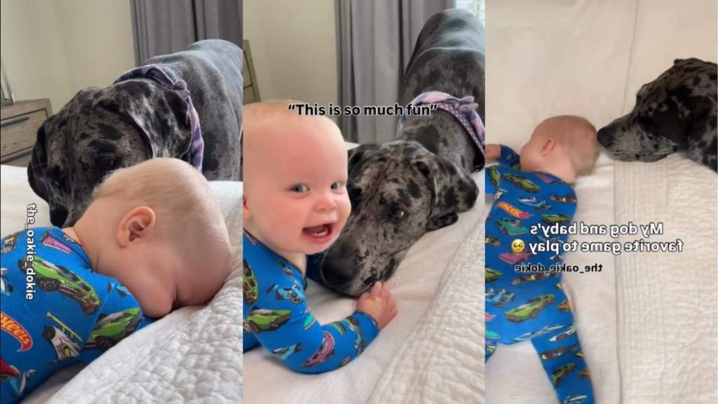 Video: Big Dog & Tiny Baby's Favorite Game to Play Involves a Ton of Giggles
