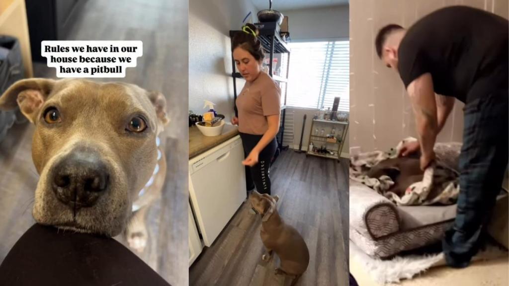 Video Shows Rules Owners Have to Follow Around Their Pit Bull
