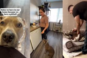 Video Shows Rules Owners Have to Follow Around Their Pit Bull