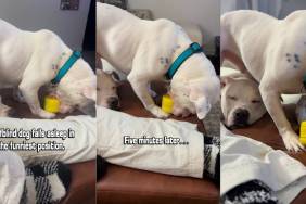 Video: Deaf Therapy Dog’s Sleeping Position Is Unusually Adorable
