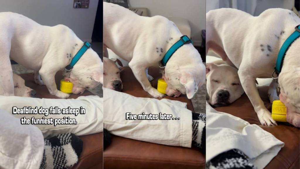 Video: Deaf Therapy Dog’s Sleeping Position Is Unusually Adorable