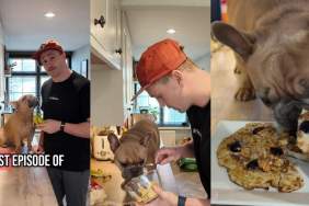 Video: ‘Chef’ Frenchie Helps Owner Make a Dog-Friendly Pancake