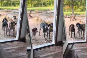 Video: Dogs Confused When Asked to Pass Through New Door