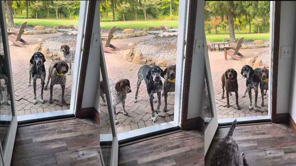 Video: Dogs Confused When Asked to Pass Through New Door