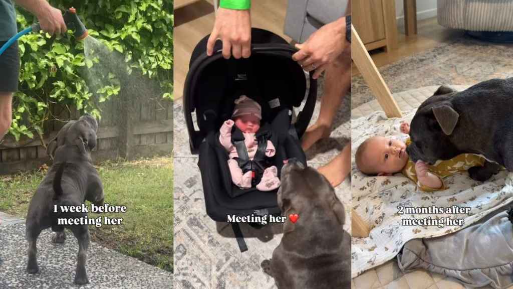 Video: Staffy’s Before & After Meeting Baby Sister Is Proof of Their Growing Connection