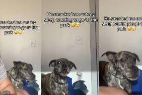 Video: Dog Talks 'Smack' After Owner Says No to Walk in the Park