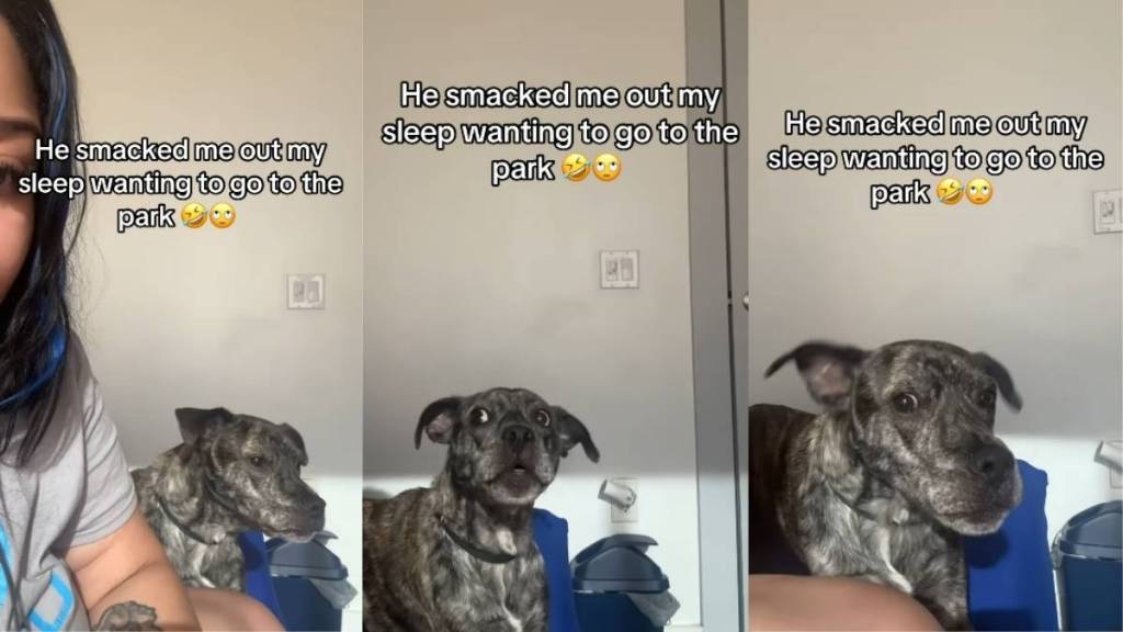 Video: Dog Talks 'Smack' After Owner Says No to Walk in the Park
