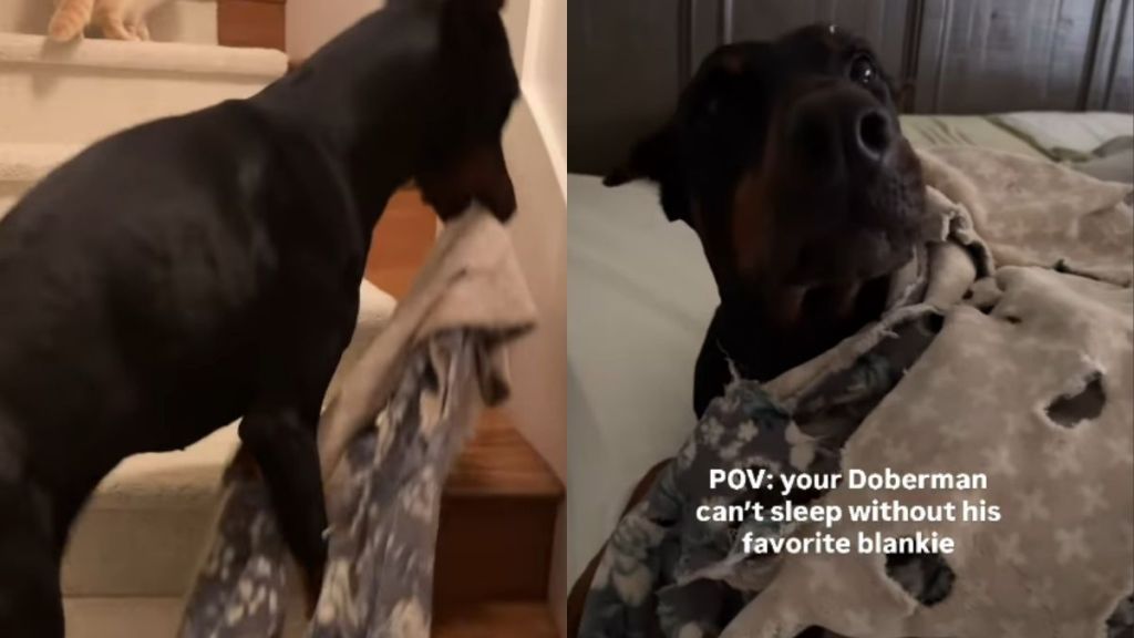 Video: Dog Dragging His Torn Blankie All the Way to Bed Melts the Internet