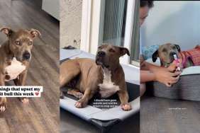 Video: Pit Bull Has So Many Reasons To Be Upset That Even Treats Can’t Fix It