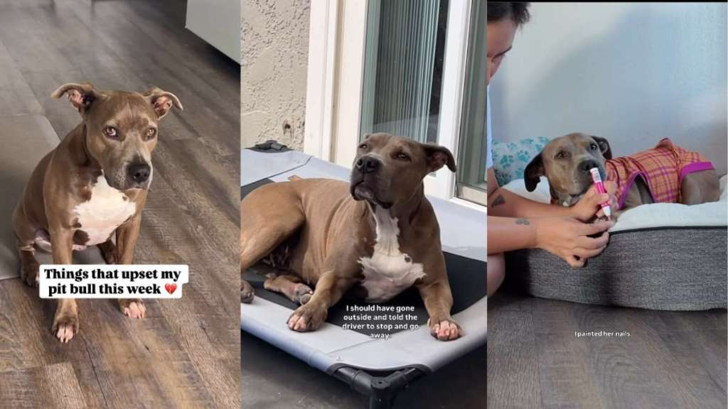 Video: Pit Bull Has So Many Reasons To Be Upset That Even Treats Can’t Fix It