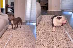 Video: American Bullies Have Different but Equally Hilarious Reactions To Measuring Tape