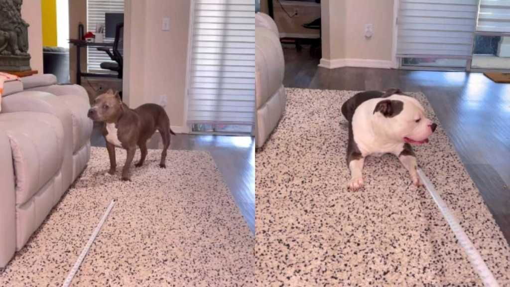 Video: American Bullies Have Different but Equally Hilarious Reactions To Measuring Tape
