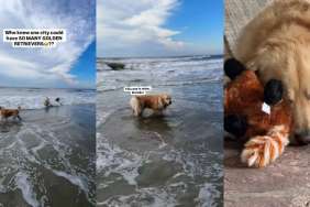 Video: Owner Takes Dog on ‘Golden Retriever Meetup’ & It’s Nothing Short of Heavenly