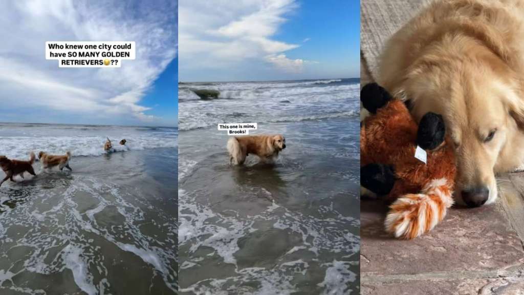 Video: Owner Takes Dog on ‘Golden Retriever Meetup’ & It’s Nothing Short of Heavenly