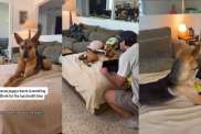 Video: Rescue Puppy Reacts With His Ears While Watching His Favorite Movie Shrek