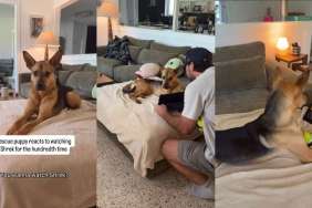 Video: Rescue Puppy Reacts With His Ears While Watching His Favorite Movie Shrek