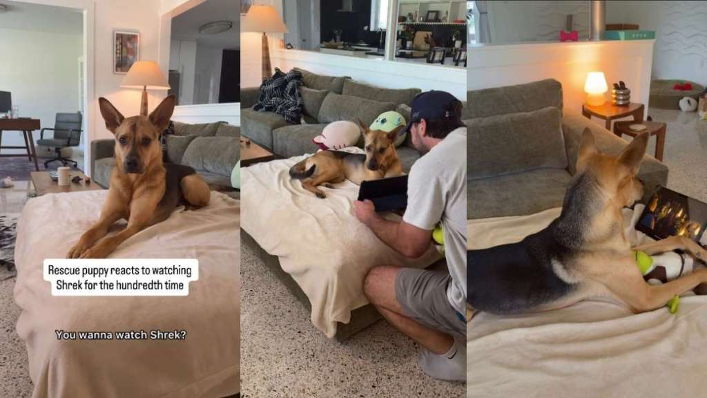Video: Rescue Puppy Reacts With His Ears While Watching His Favorite Movie Shrek