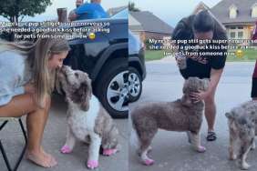 Video: Rescue Puppy Gets Mom’s ‘Good Luck Kiss’ Before Asking Pets From Strangers