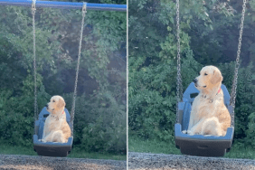 Video: Golden Retriever Sits Calmly on a Swing, Enjoying the Sun