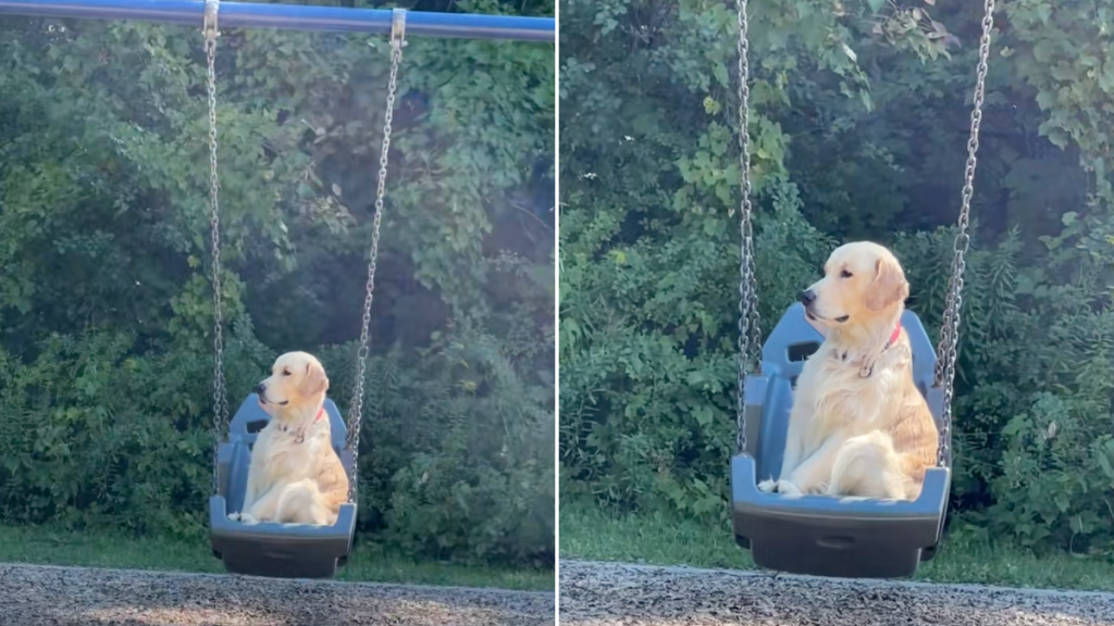 Video: Golden Retriever Sits Calmly on a Swing, Enjoying the Sun