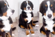 Video: Puppy Sneaks a Rock Into the House, Gets Caught, then Does This to Hide It