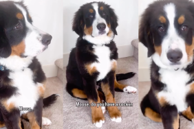 Video: Puppy Sneaks a Rock Into the House, Gets Caught, then Does This to Hide It