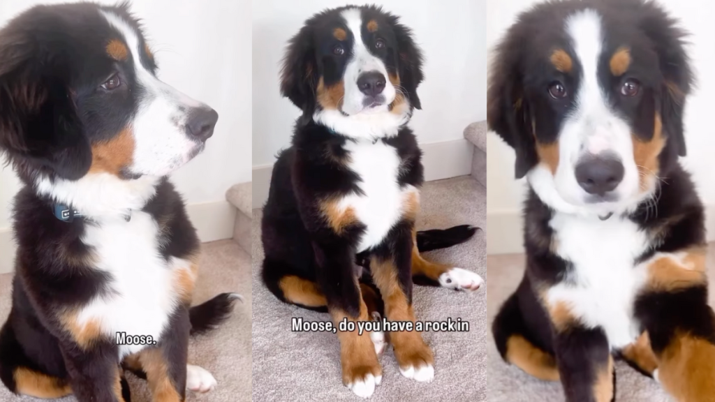 Video: Puppy Sneaks a Rock Into the House, Gets Caught, then Does This to Hide It