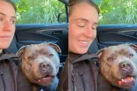 dog message video