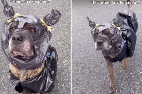 Dog's Makeshift Raincoat Aligns With High Fashion — See It to Believe It