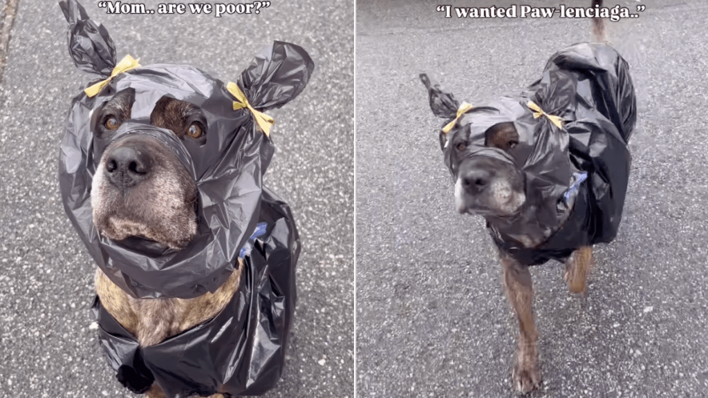 Dog's Makeshift Raincoat Aligns With High Fashion — See It to Believe It