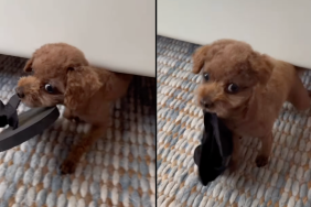 dog bed video